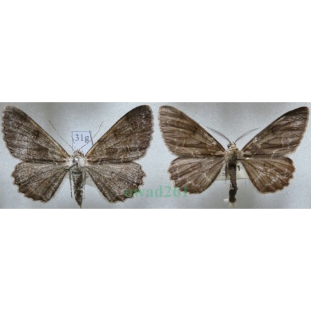 Alcis repandata (Linnaeus, 1758) pair Przylepek nagrabek Czech31g